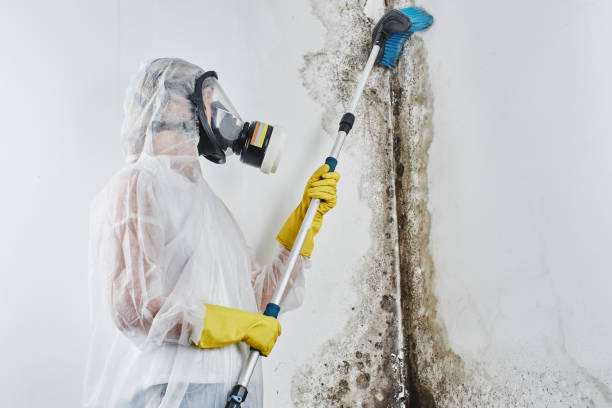 Best Basement Mold Removal  in Wooster, OH